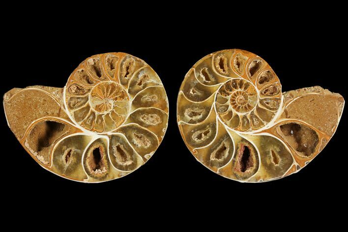 Cut & Polished, Agatized Ammonite Fossil (Pair)- Jurassic #110771